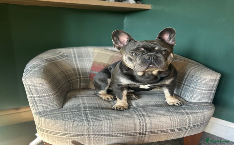 French Bulldog dogs - Advert 5