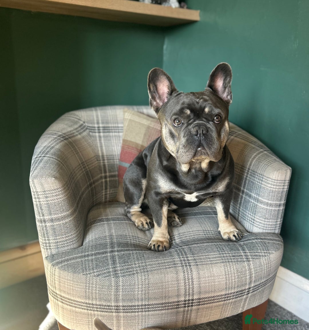French Bulldog dogs for stud: French bulldog for stud  - Image 1