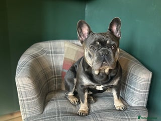 French Bulldog dogs - Advert 4