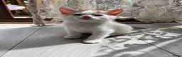 Mixed Breed cats for sale: Kittens  - Advert 9