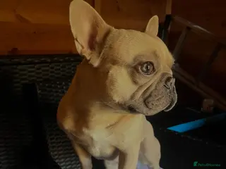 French Bulldog dogs French bull dog for stud - Advert 1