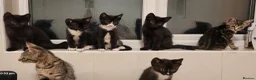 Mixed Breed cats for sale: Beautiful Kittens  - Advert 3