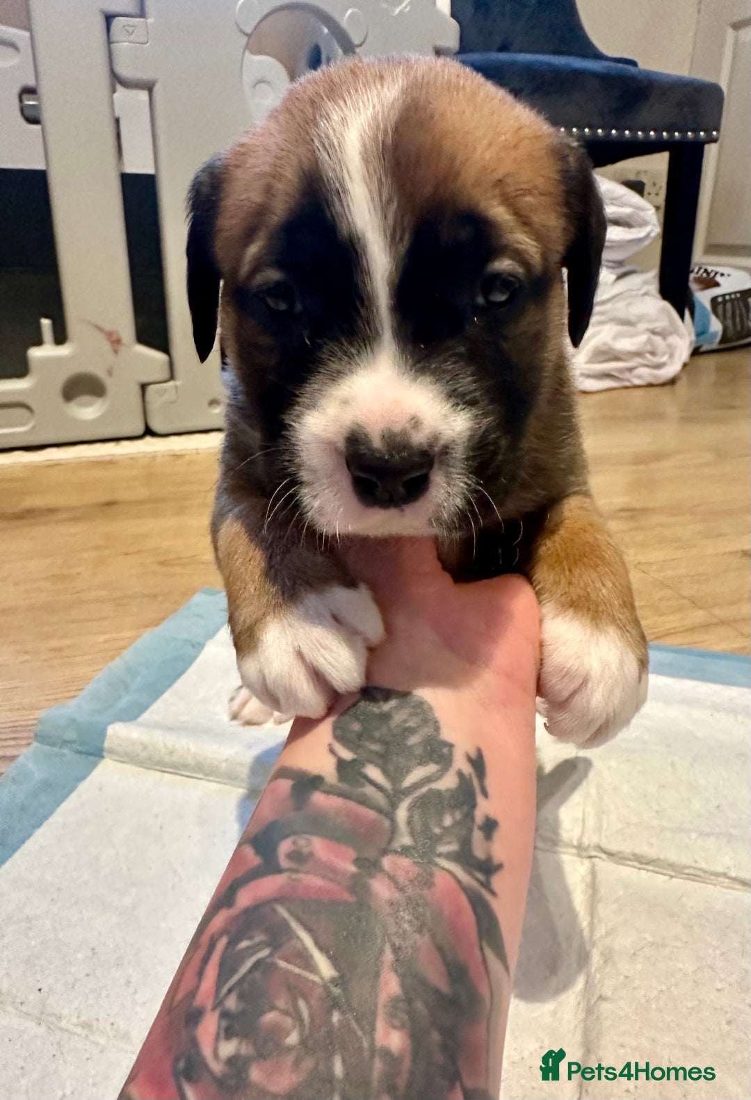 Mixed Breed dogs for sale: Lab- Cane Corso Puppies Looking for Loving Homes - Advert 30