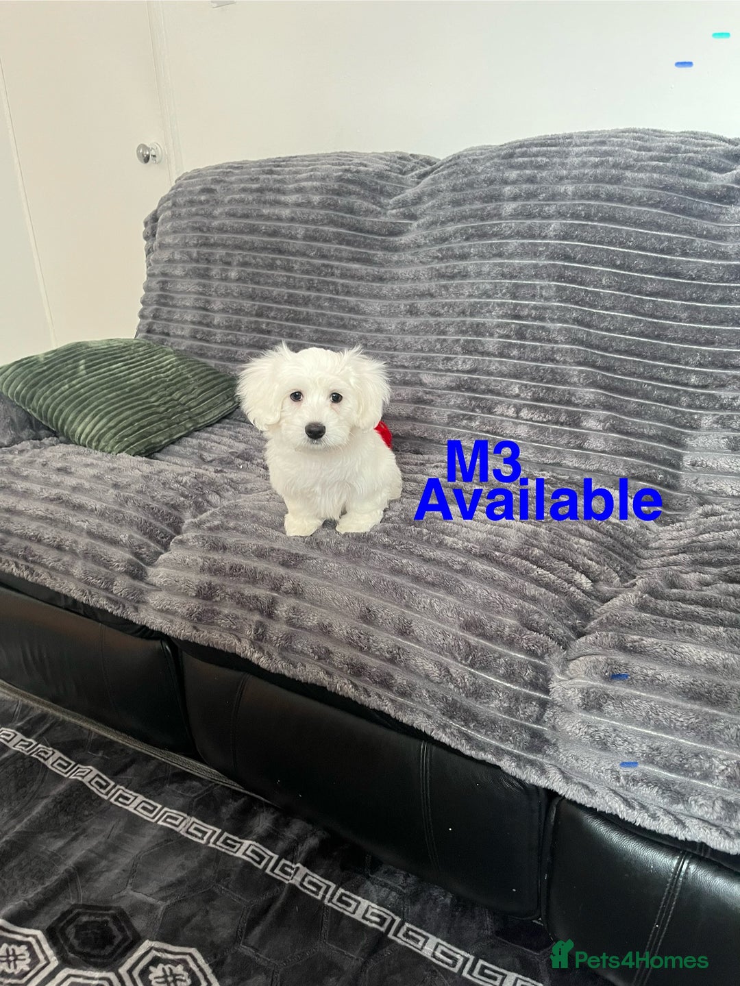 Maltese dogs for sale: Bichon puppies  in Coventry - Image 9