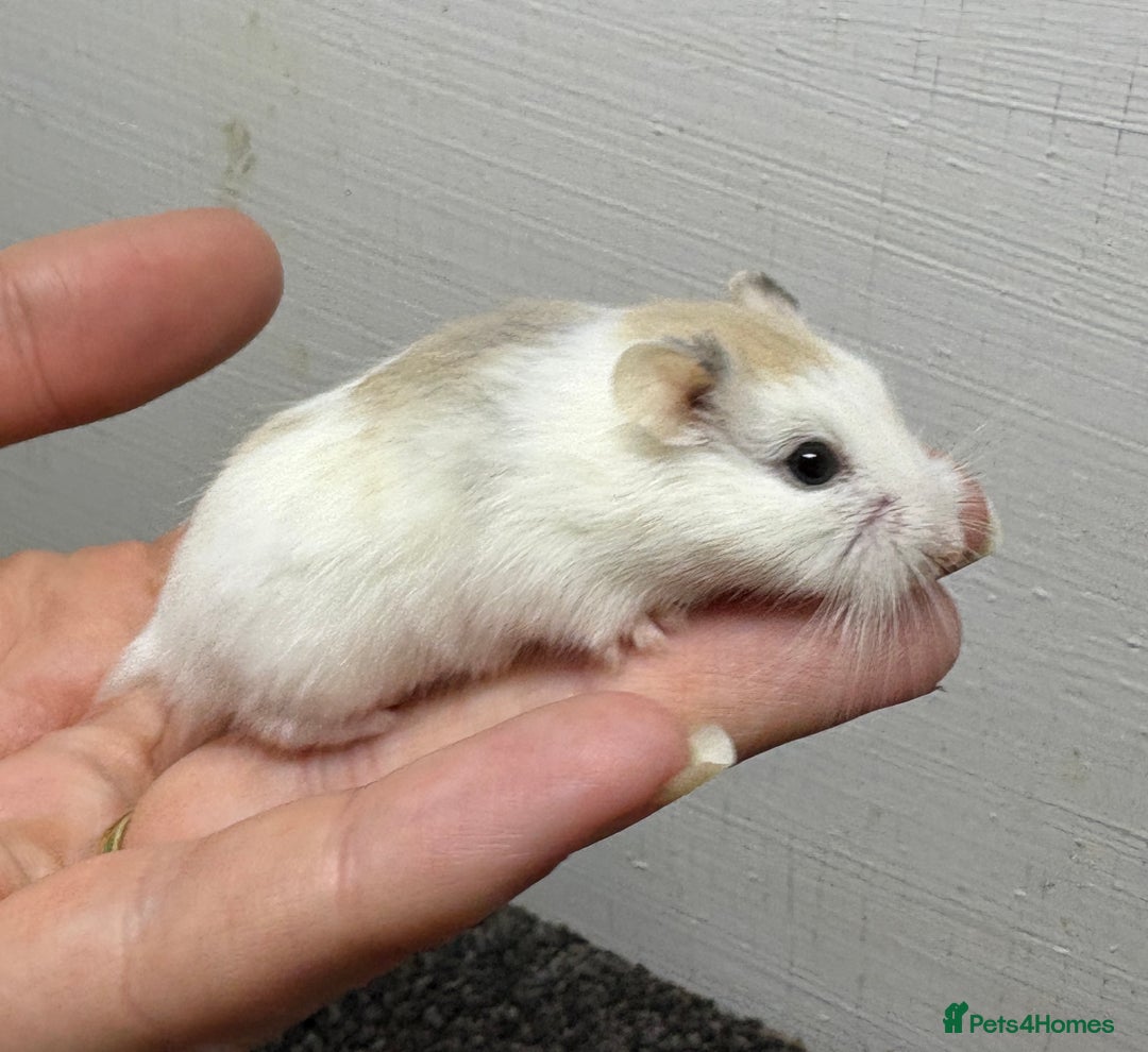 Hamster rodents for sale: Dwarf robrovski hamster babies  - Image 6