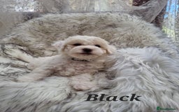 Zuchon dogs for sale: Bichon Frise puppy for sale  - Image 23