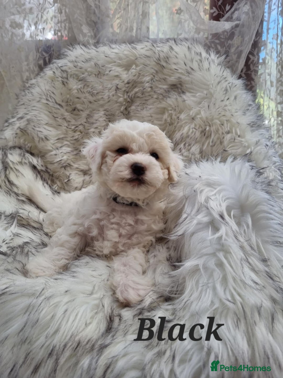 Zuchon dogs for sale: Bichon Frise puppy for sale  - Image 23