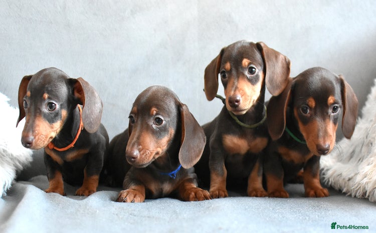 Miniature Dachshund dogs - Advert 15