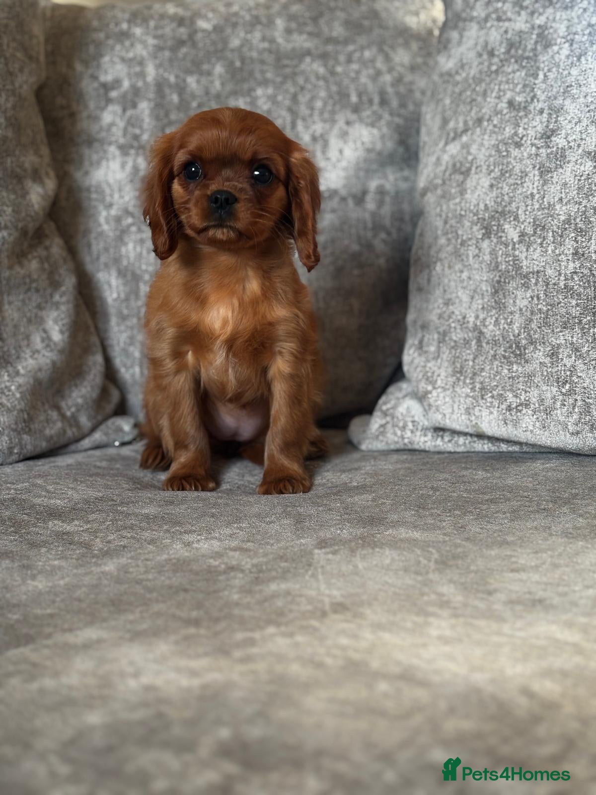 Cavalier King Charles Spaniel dogs CAVALIER KING CHARLES SPANIELS  - Advert 2
