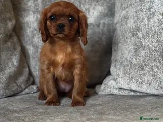 Cavalier King Charles Spaniel dogs CAVALIER KING CHARLES SPANIELS - Advert 4