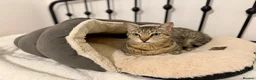 Arabian Mau cats for adoption: Hera ♥️ - Advert 5