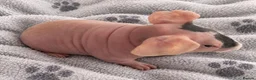 Guinea Pig rodents for sale: Gorgeous Skinny pigs for sale! - Advert 2