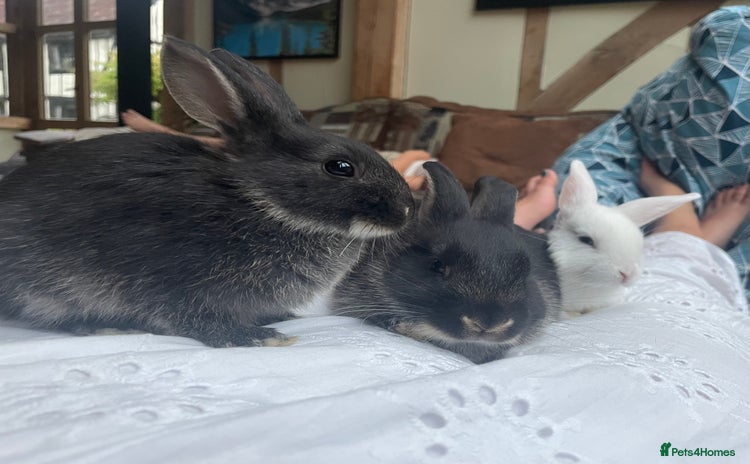 Mixed Breed rabbits - Advert 1