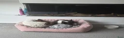 Mixed Breed dogs for adoption: 🐾🤍🤎 JESSY – LITTLE DOG, LOTS OF LOVE 🤎🤍🐾 in Wigan - Advert 13