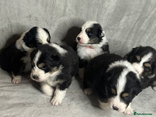 Australian Shepherd dogs - Advert 21