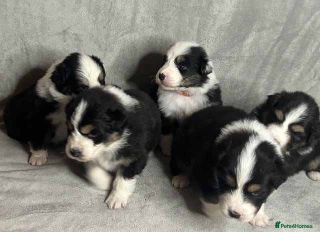 Australian Shepherd dogs - Advert 2