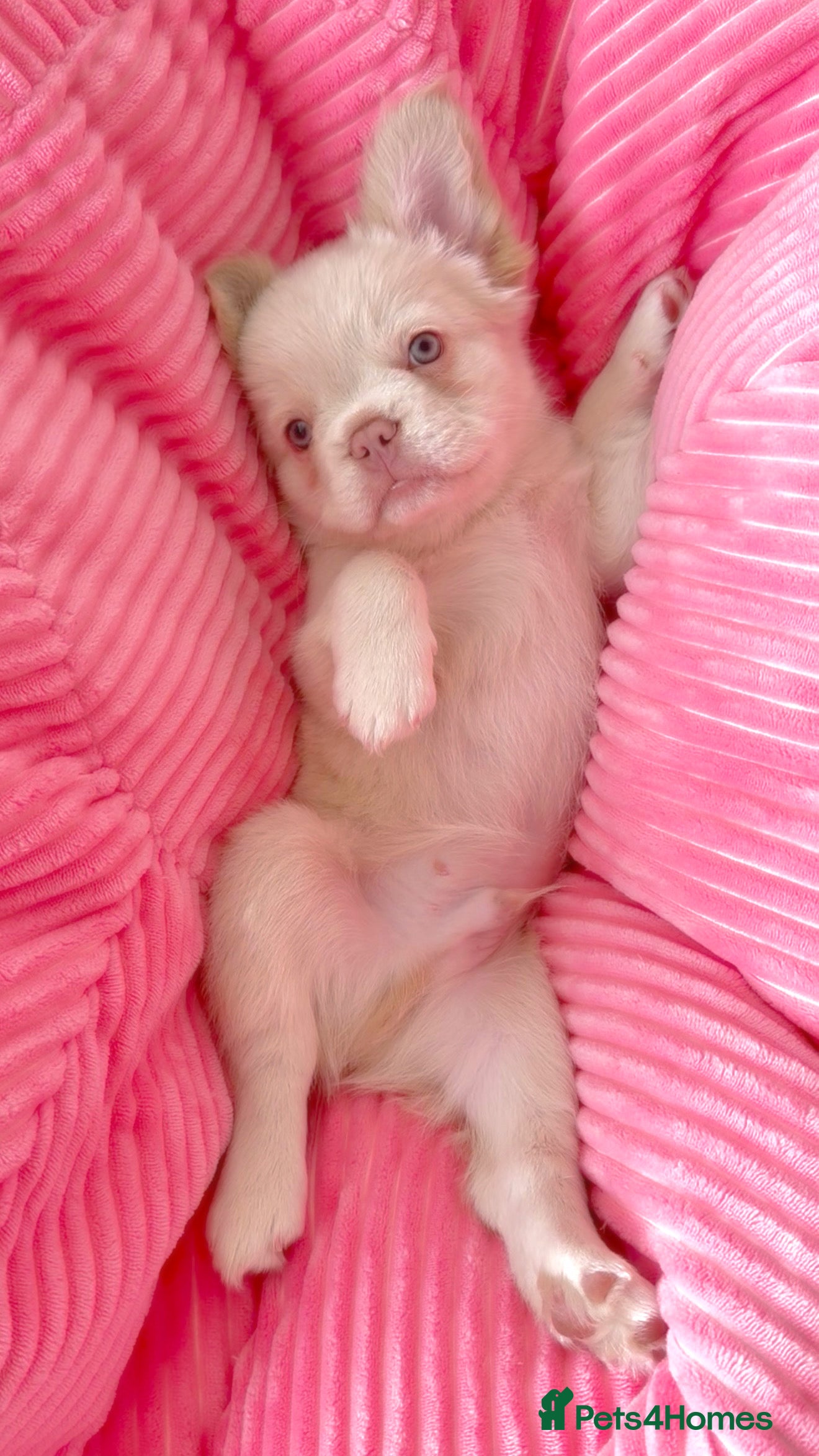 French Bulldog dogs Fluffy Frenchies - Advert 3