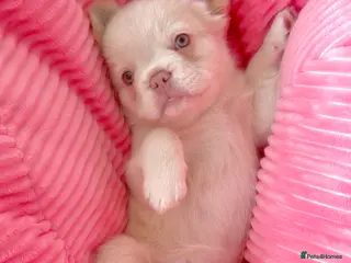 French Bulldog dogs Fluffy Frenchies - Advert 3