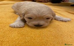 Cockapoo dogs for sale: Cockapoo pups  - Image 8