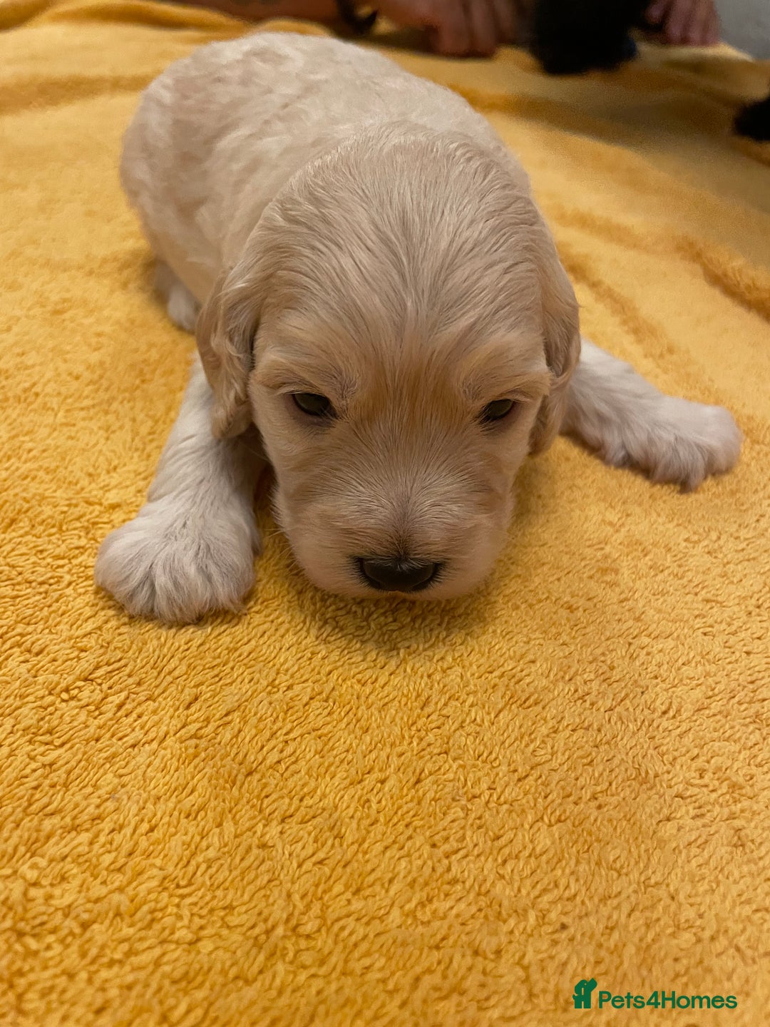 Cockapoo dogs for sale: Cockapoo pups  - Image 8
