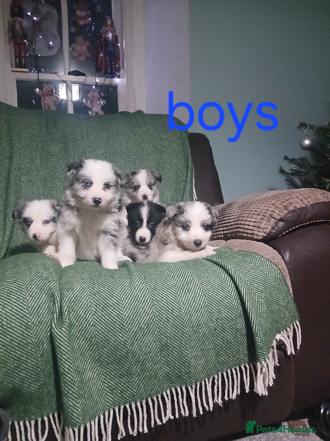 Mixed Breed dogs for sale: Beautiful blue Merle border collie puppies  - Advert 3