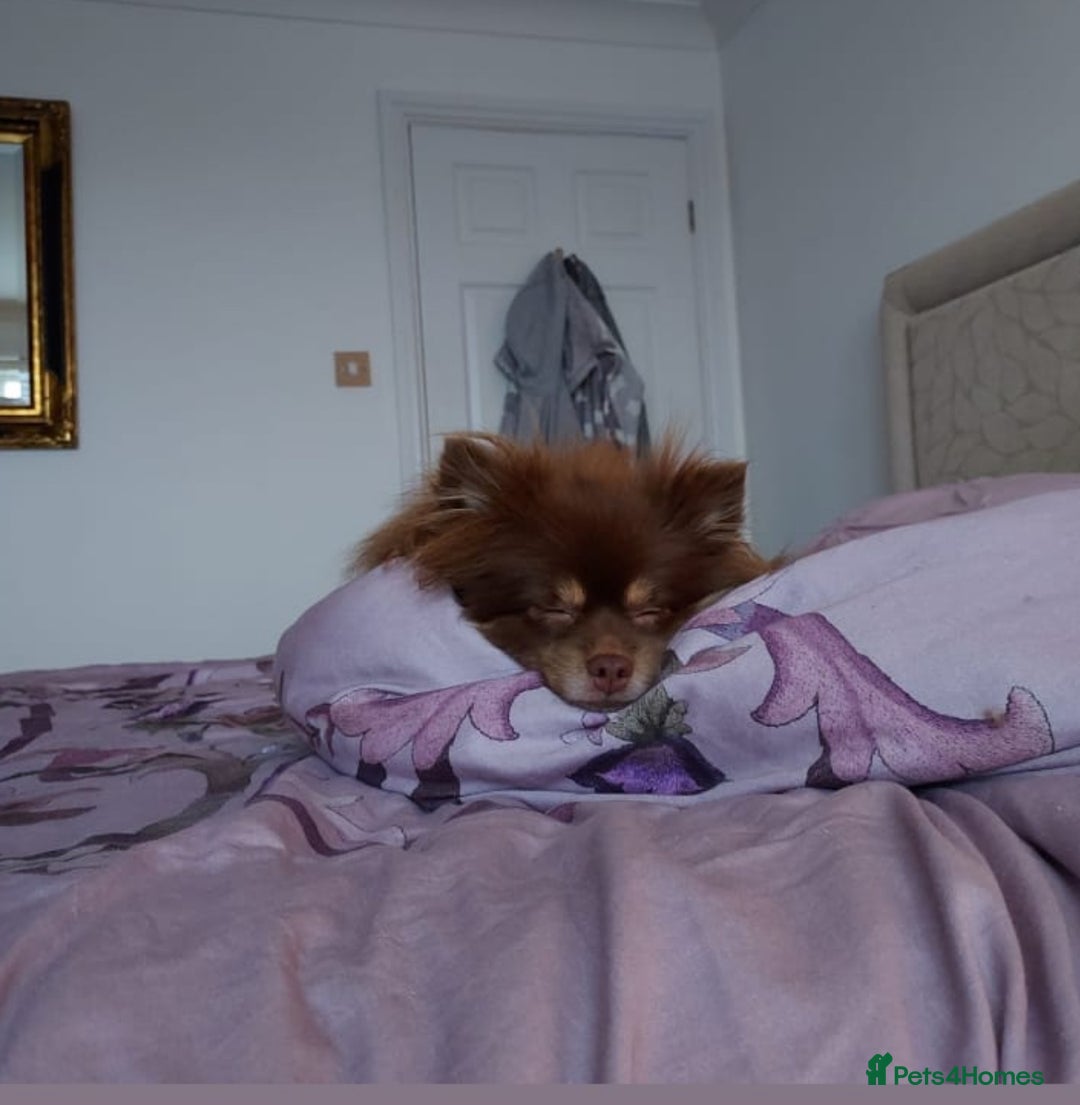 Pomeranian dogs for sale: Spayed Chocolate and tan girl 🤎🧡💖 - Image 3