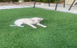 Italian Greyhound dogs for sale: Italian greyhound puppies - Image 3
