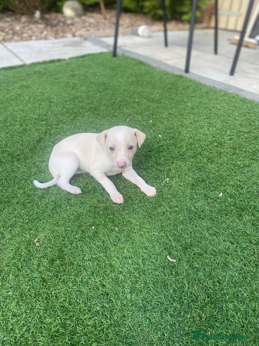 Italian Greyhound dogs for sale: Italian greyhound puppies - Image 3