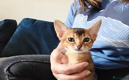 Abyssinian cats for sale: ⭐️Stunning Pedigree Abyssinian Kittens⭐ - Image 18