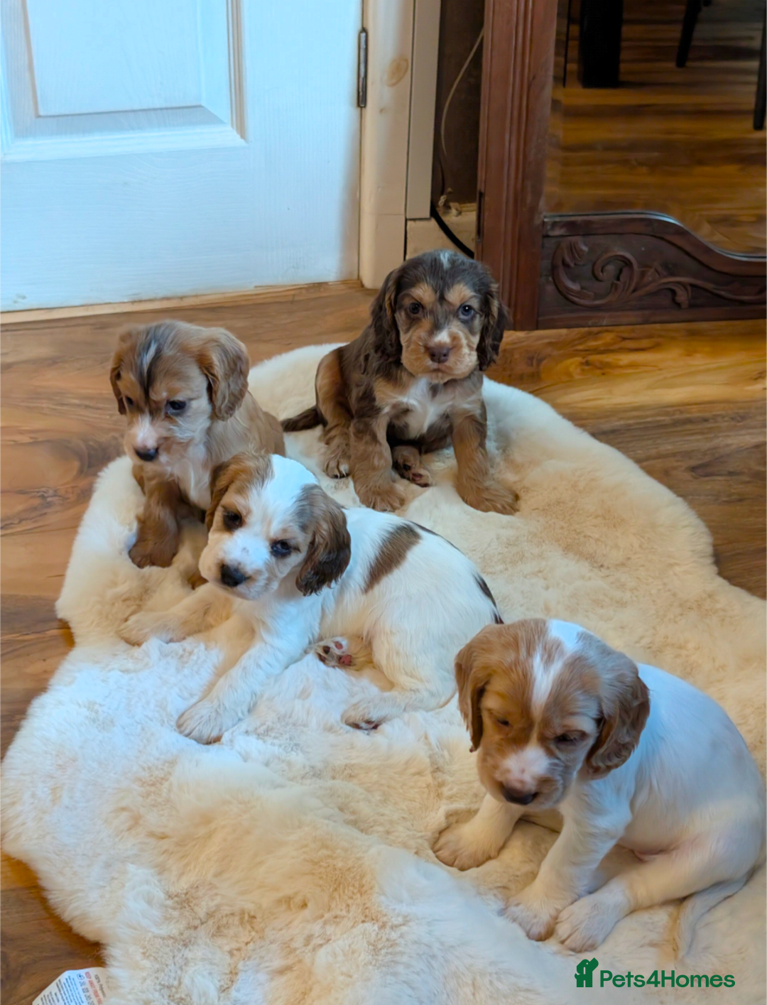 Cocker Spaniel dogs for sale: Beautiful cocker spaniel pups  - Image 4