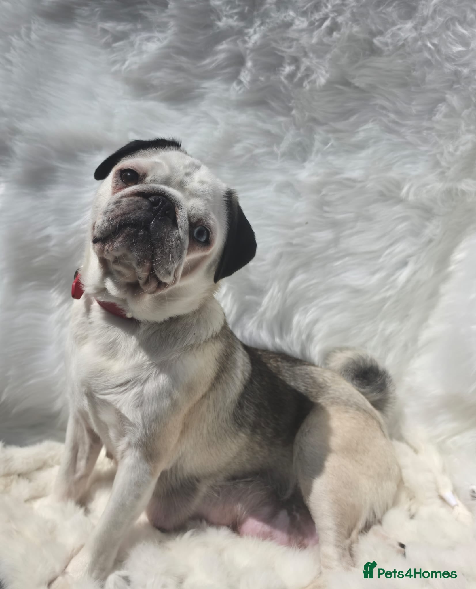 Pug dogs Royal Blue Litter - Exclusive Showline  - Advert 1