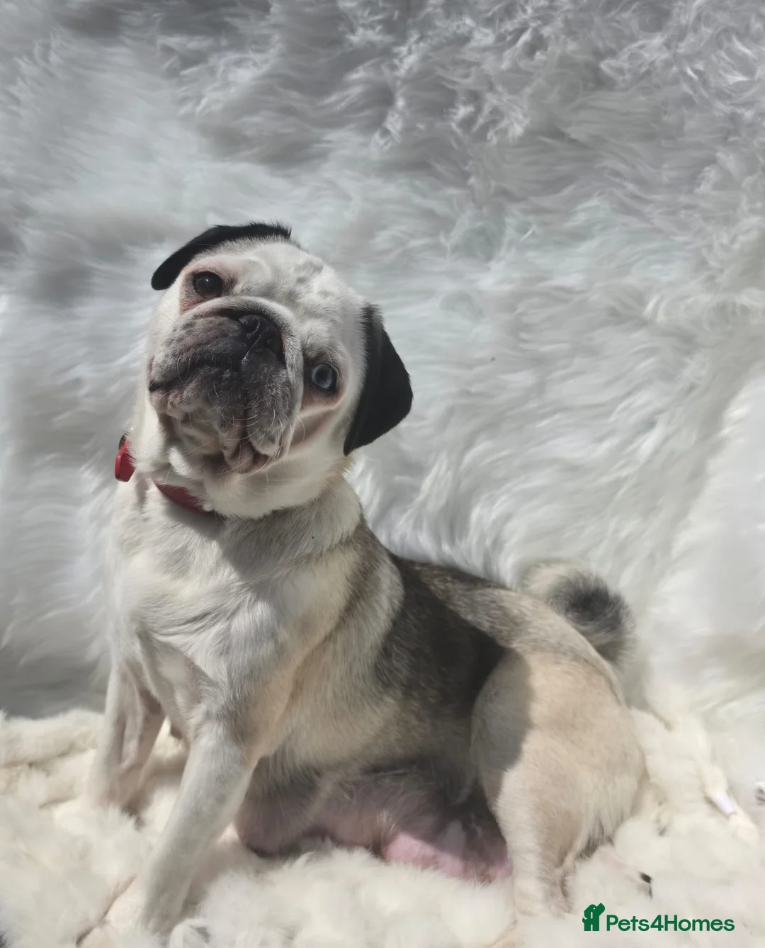 Pug dogs for sale: Royal Blue Litter - Exclusive Showline  - Advert 1