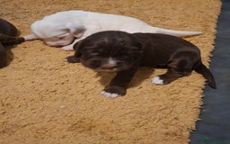 Mixed Breed dogs for sale: Beautiful Clumber spaniel x sprockers  - Image 3