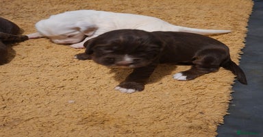 Mixed Breed dogs - Advert 5