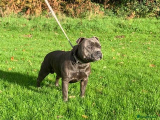 Staffordshire Bull Terrier dogs BEAUTBULLS BLUE KC REGISTERED STUD - Advert 1