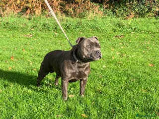 Staffordshire Bull Terrier dogs BEAUTBULLS BLUE KC REGISTERED STUD - Advert 16
