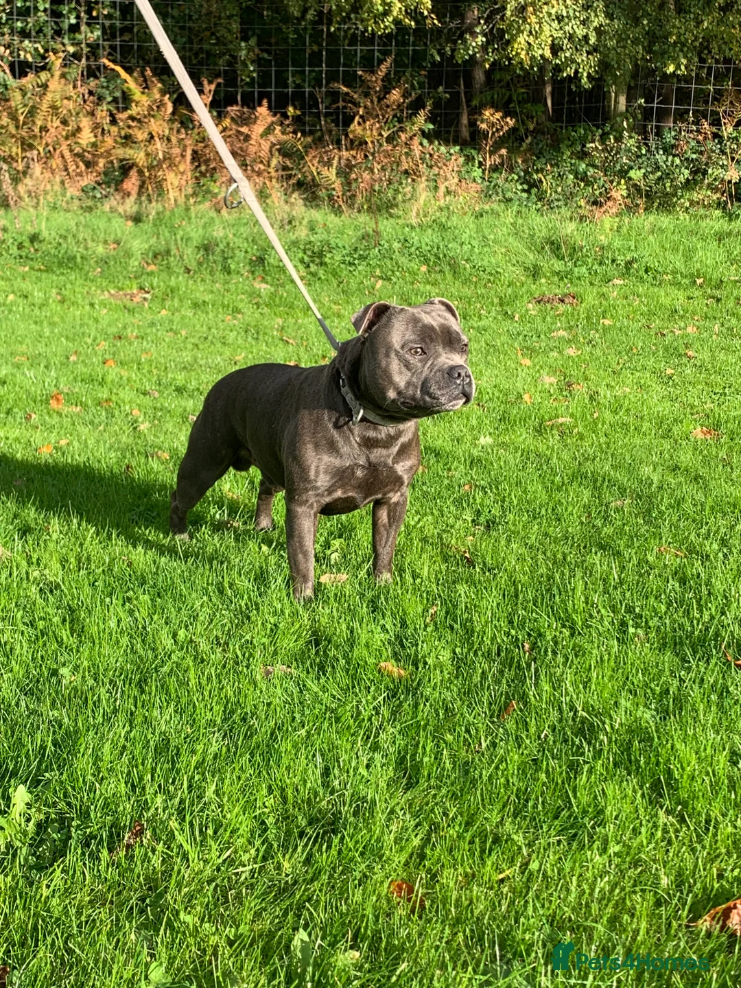 Staffordshire Bull Terrier dogs for stud: BEAUTBULLS BLUE KC REGISTERED STUD - Advert 1