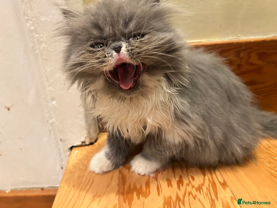 Persian cats for sale: Baby Dewdrop pedigree Persian  - Advert 3