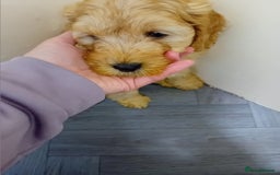 Cavapoo dogs for sale: F2 pups, parents are both f1 cavapoos - Image 4