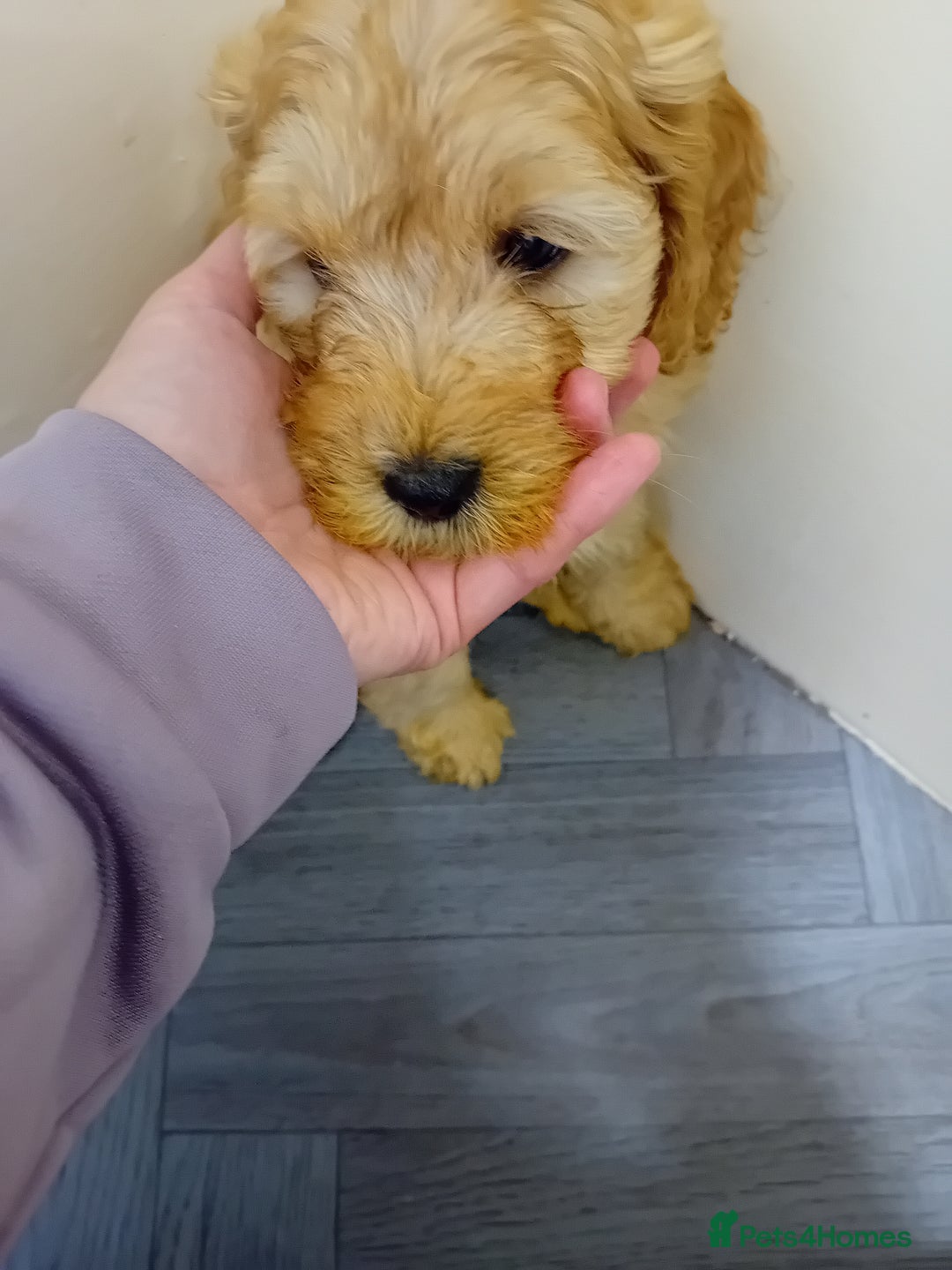 Cavapoo dogs for sale: F2 pups, parents are both f1 cavapoos - Image 4