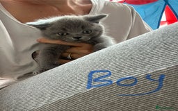 British Longhair cats for sale: British longhair kittens ready for 🏠 now - Image 7