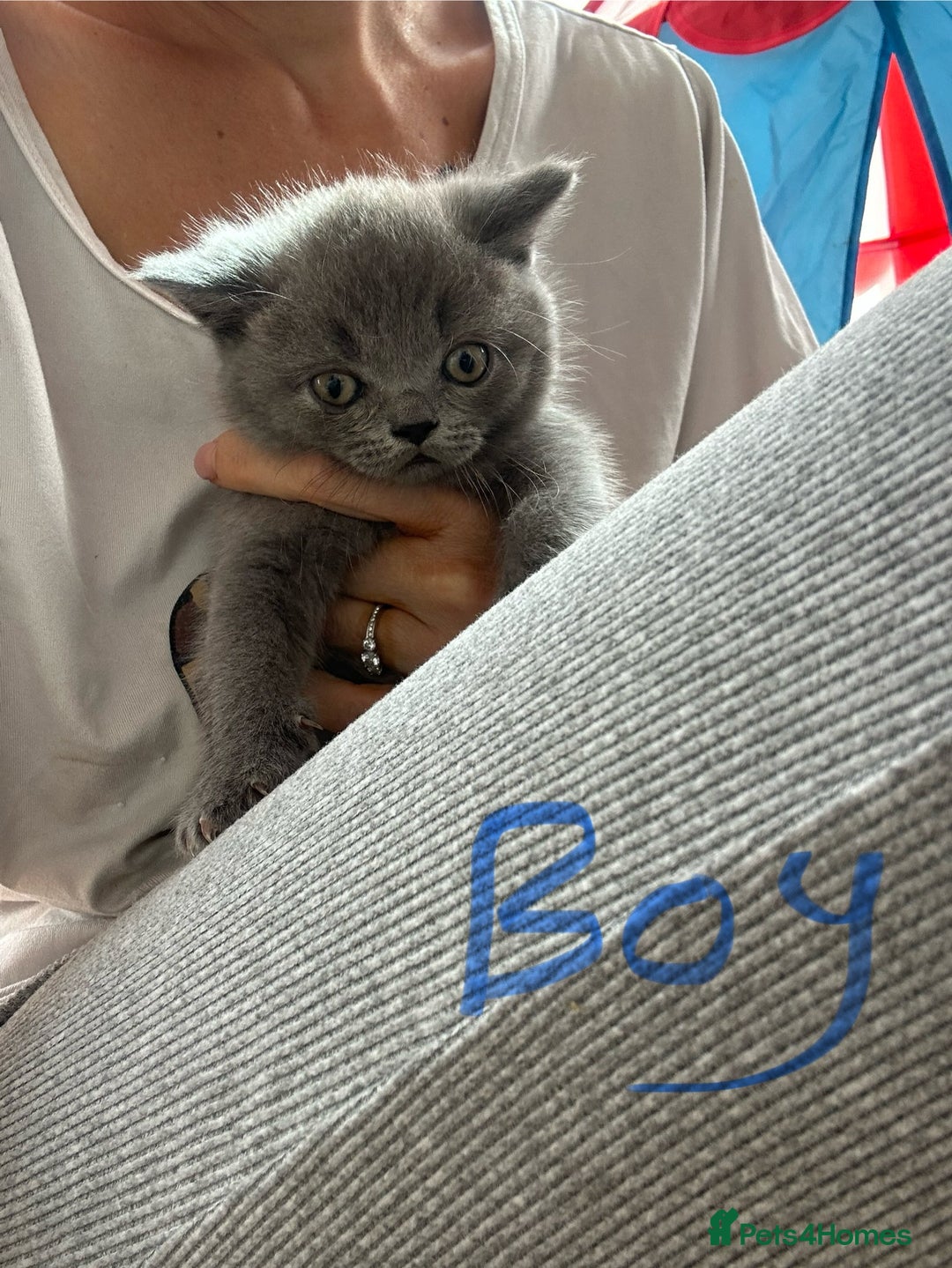 British Longhair cats for sale: British longhair kittens ready for 🏠 now - Image 7