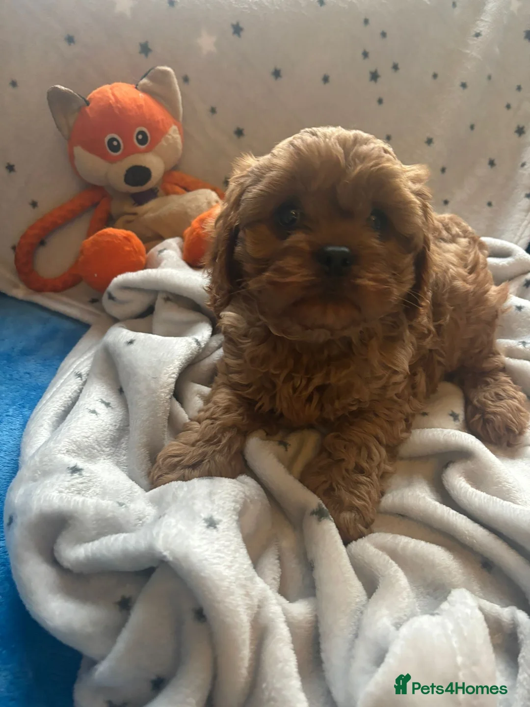 Poodle dogs for stud: Kc health tested fox red toy poodle in Stevenage - Advert 19