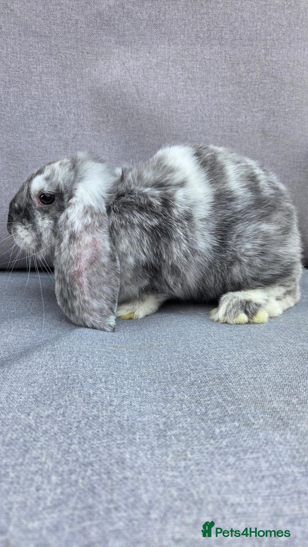 French Lop rabbits Beautiful french lop babies  - Advert 2