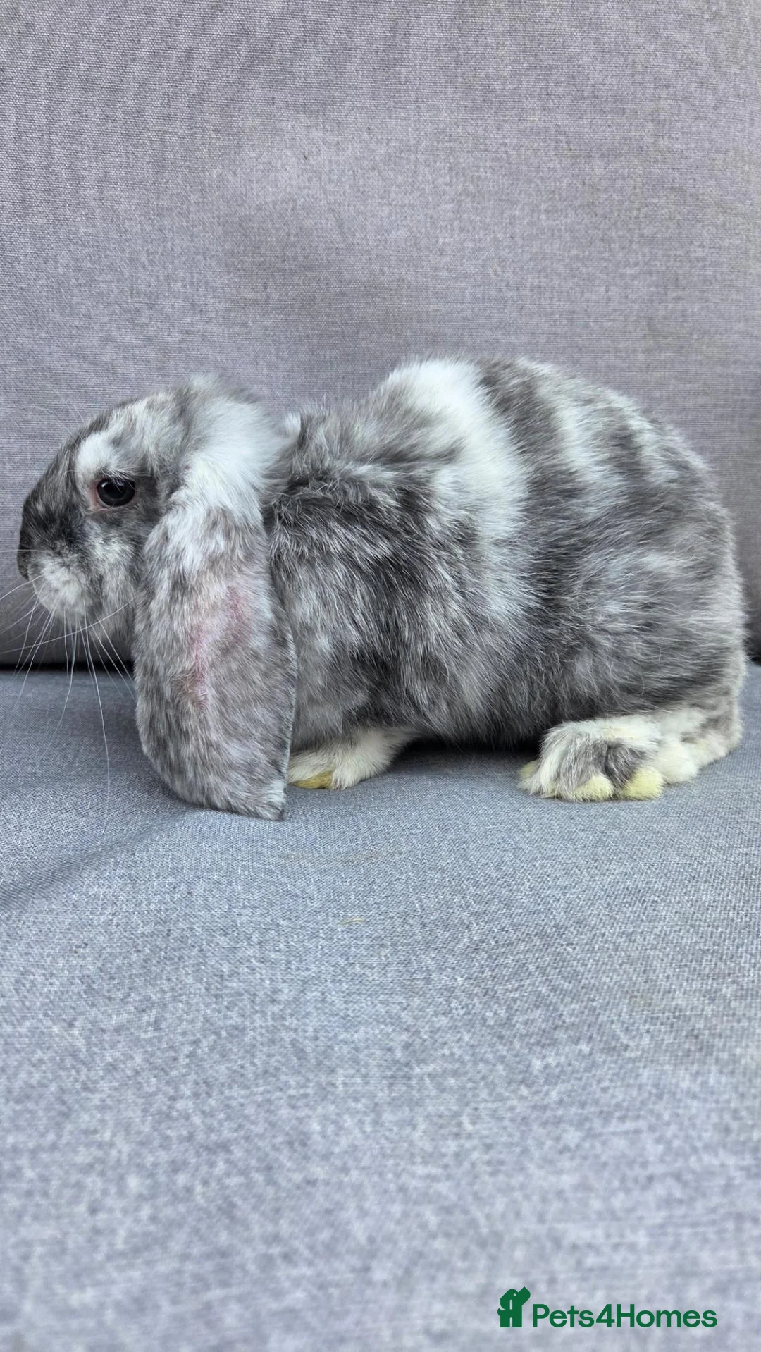 French Lop rabbits for sale: Beautiful french lop babies  - Advert 2