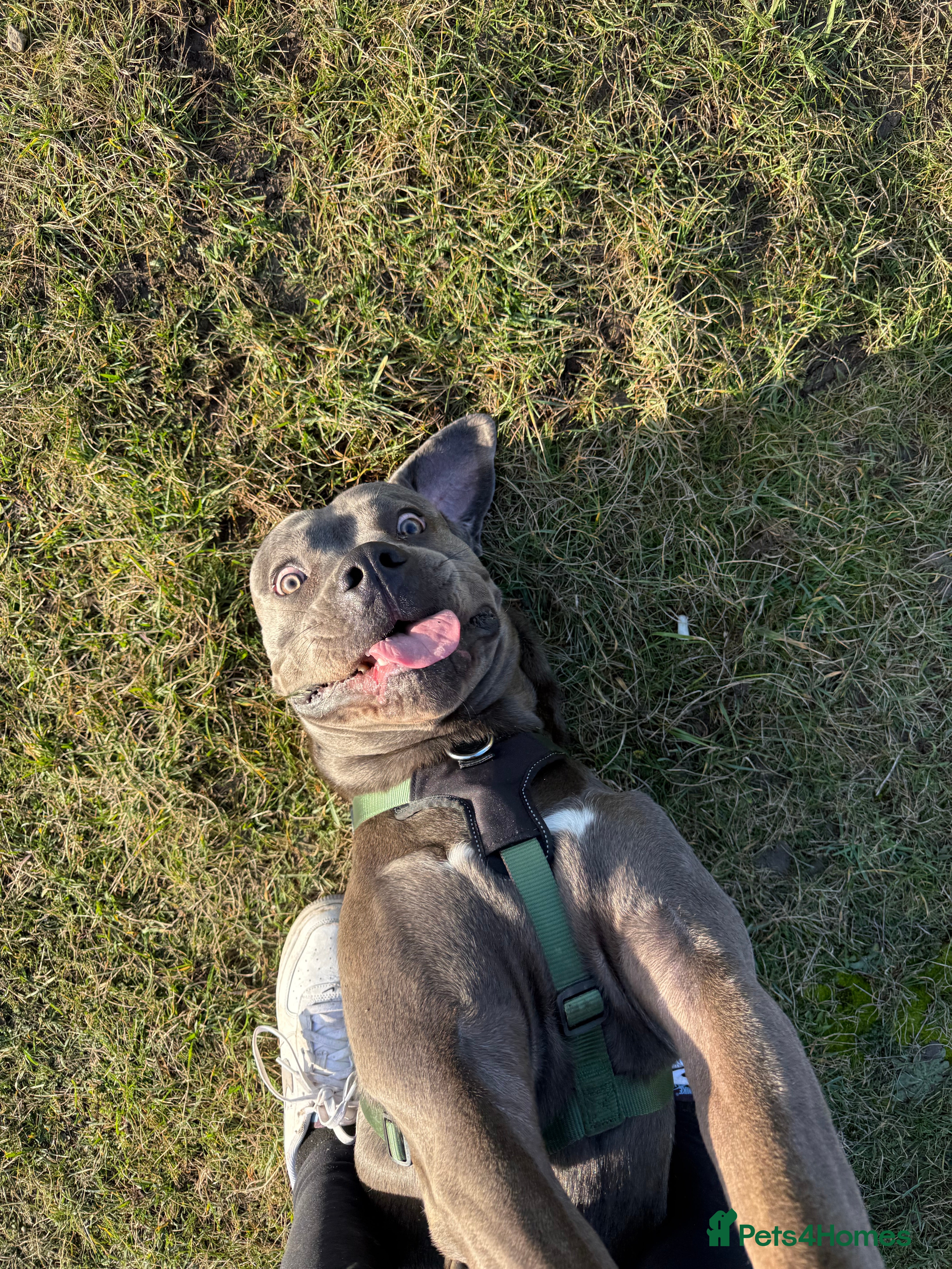 Cane Corso dogs Cane corso - Advert 1