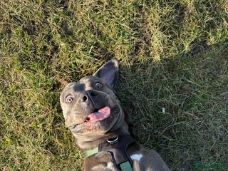 Cane Corso dogs Cane corso - Advert 1