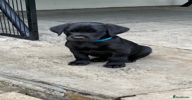 Labrador Retriever dogs - Advert 6