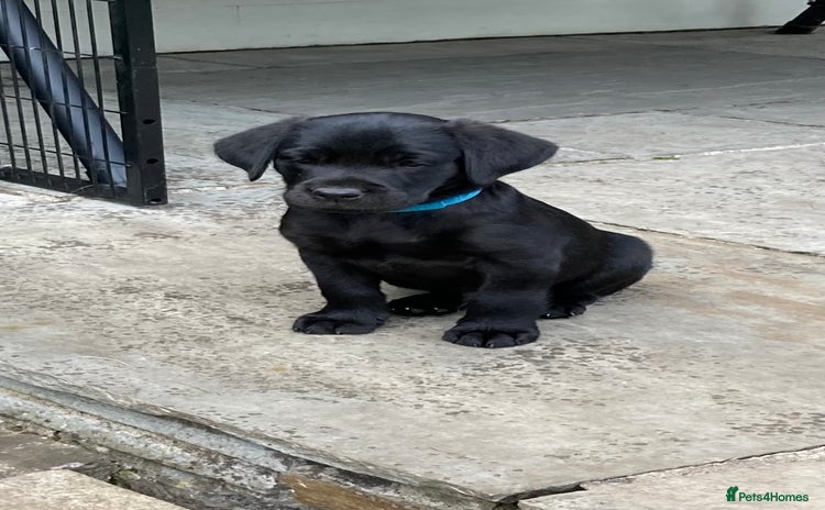 Labrador Retriever dogs - Advert 7