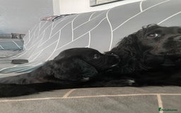 Cocker Spaniel dogs for sale: Boy pup  - Image 5